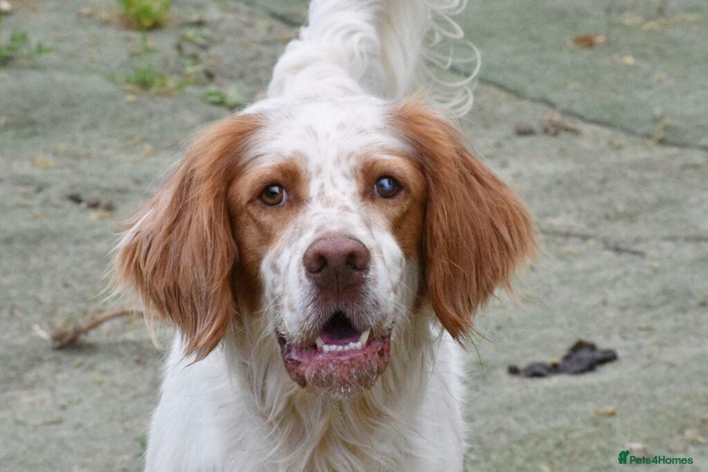 English Setter dogs Leo   - Advert 6