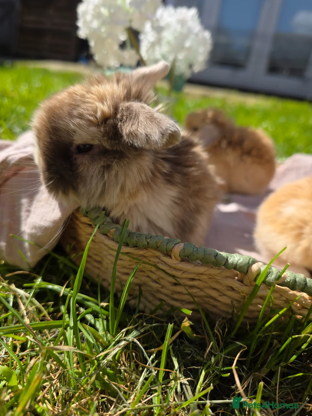 Mini Lop rabbits for sale: Gorgeous harli litter of pure bred mini lops - Advert 2