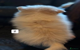 Pomeranian dogs for sale: Pomeranian puppies for sale - Advert 6