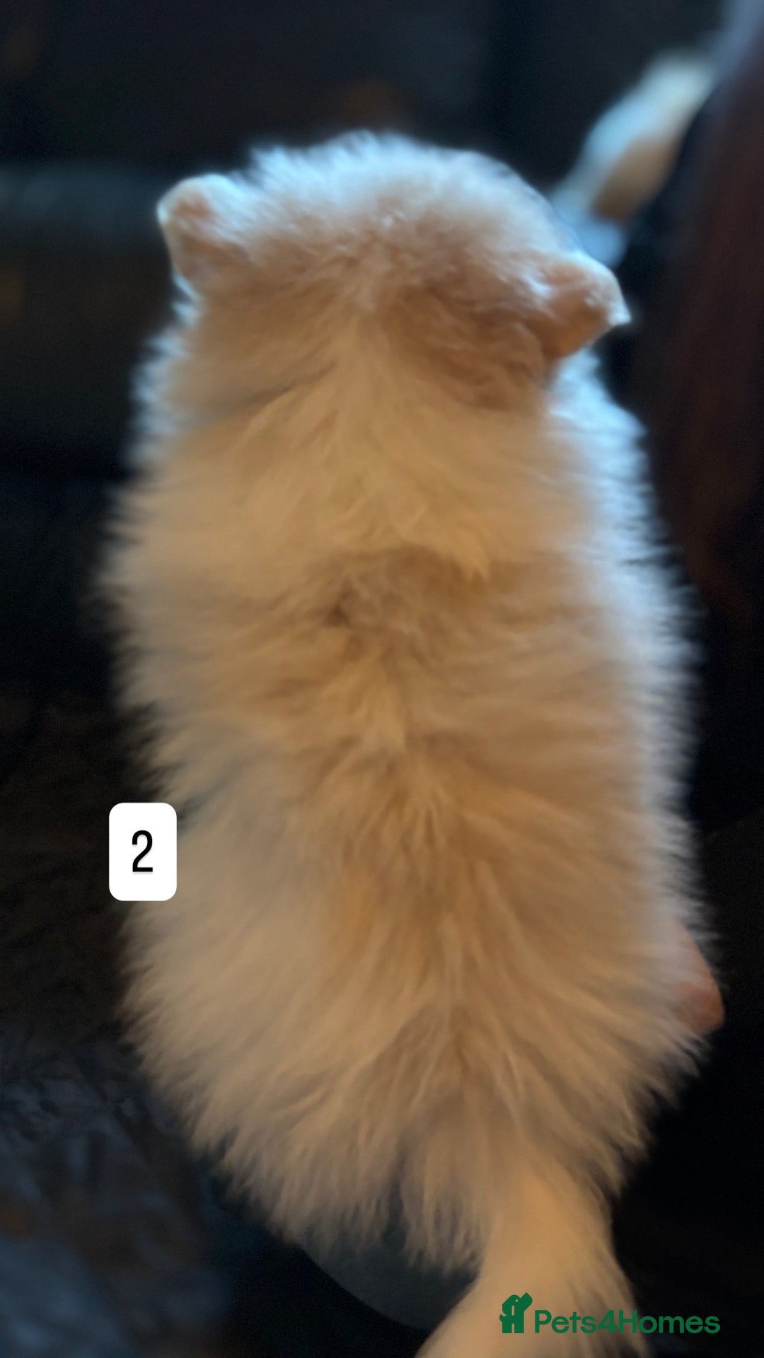 Pomeranian dogs for sale: Pomeranian puppies for sale - Advert 6