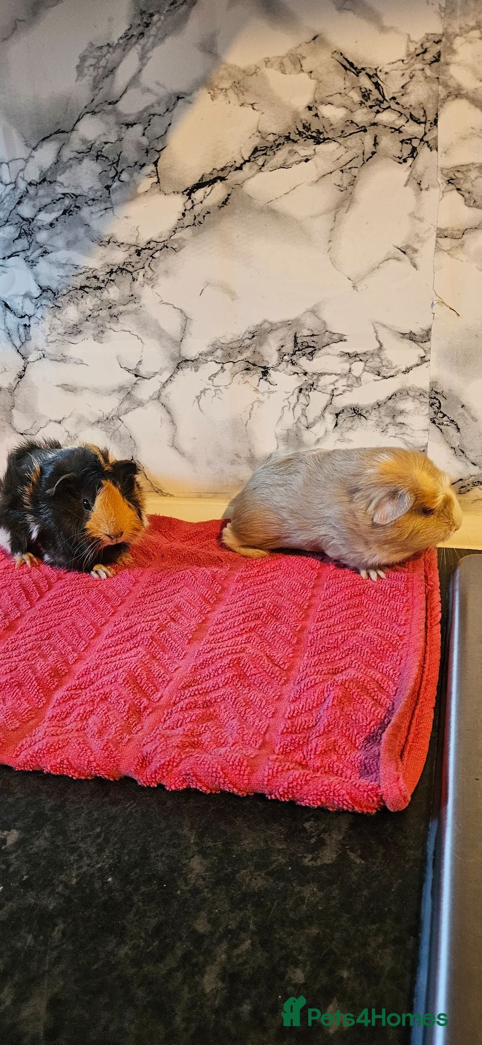 Guinea Pig rodents 2. Brothers  - Advert 1