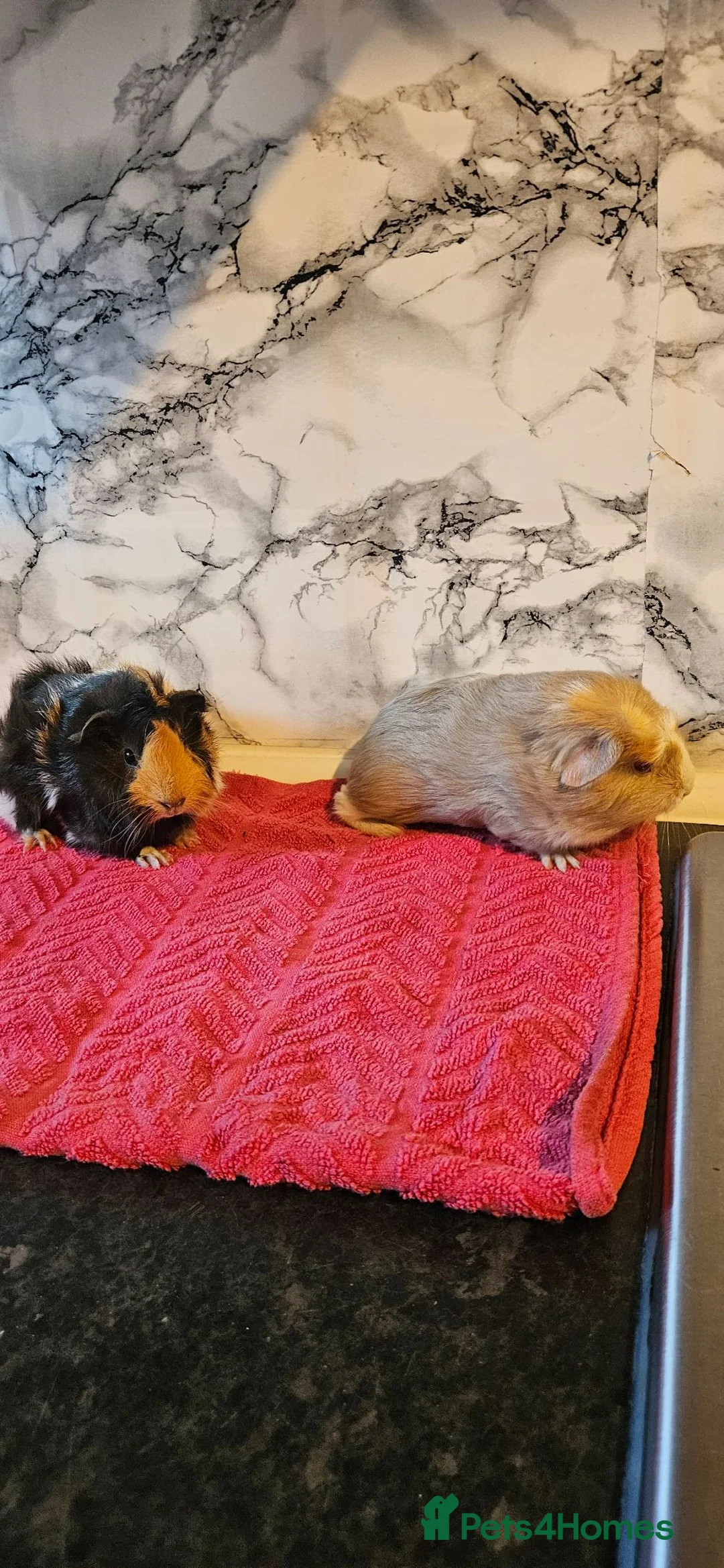 Guinea Pig rodents for sale: 2. Brothers  - Advert 1