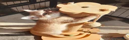 Mixed Breed cats for sale: Blue tabby ginger kittens  in Sidmouth - Advert 3