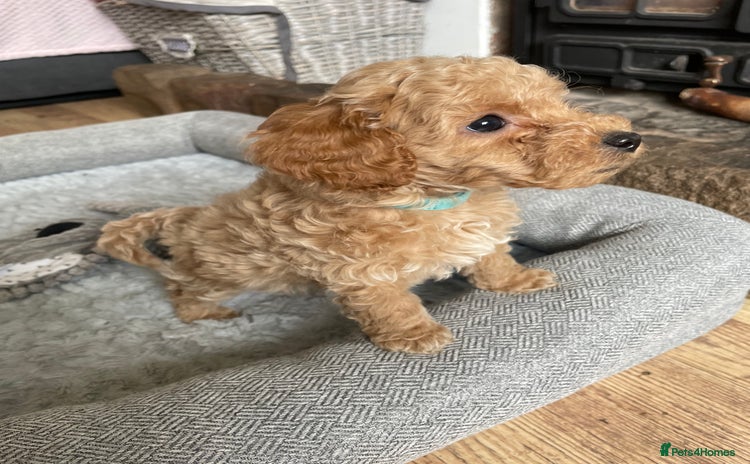 Cockapoo dogs - Advert 1