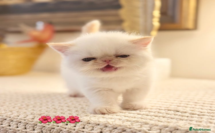 Persian cats - Advert 1