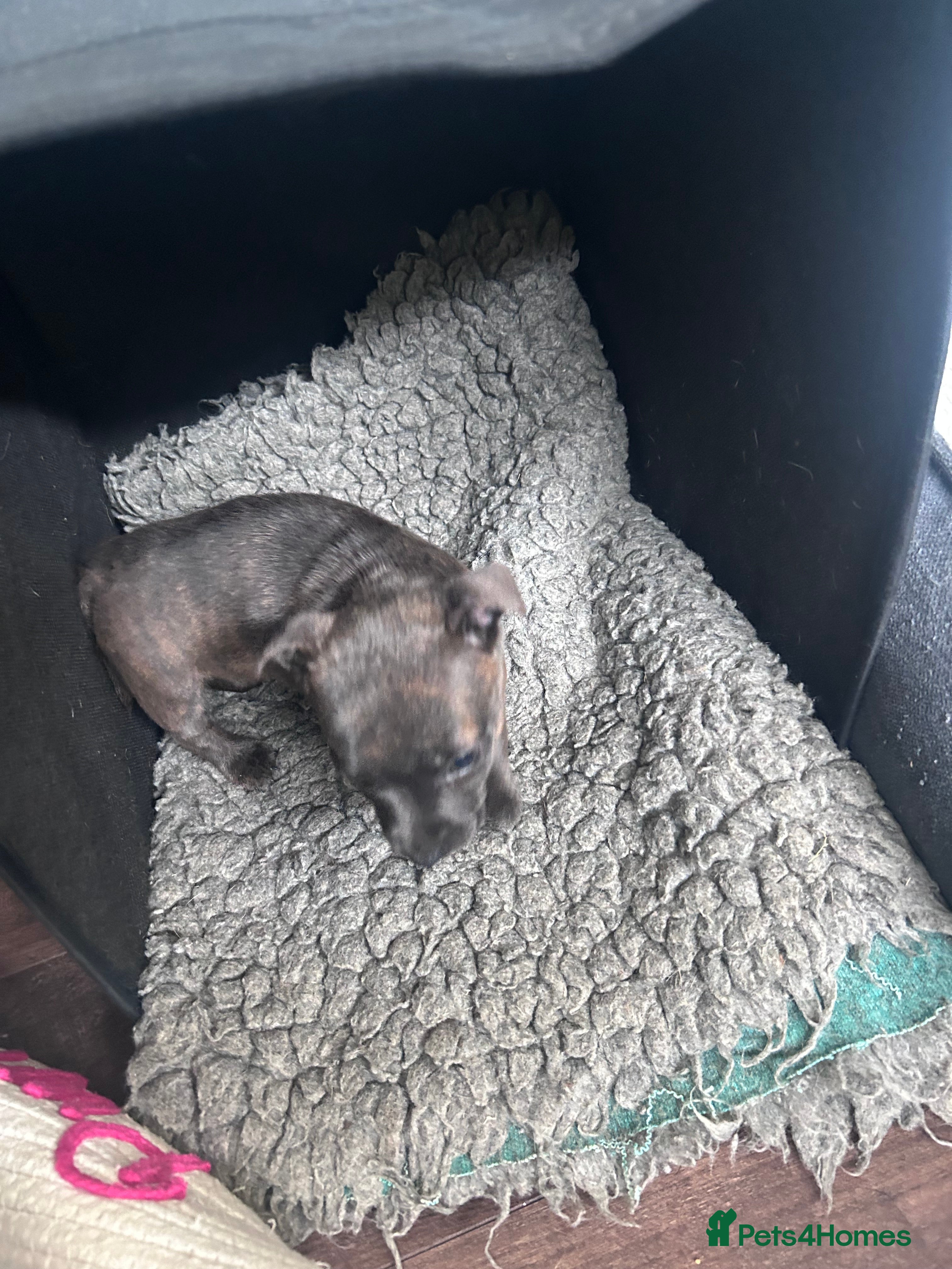 Jack Russell dogs Jack Russells. Last remaining pup. Rare colour  - Advert 6