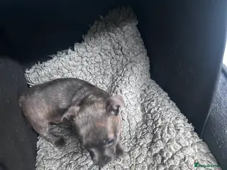 Jack Russell dogs Jack Russells. Last remaining pup. Rare colour - Advert 6