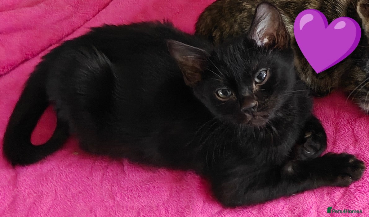 Bengal cats Only two left - Advert 1