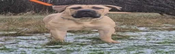 Mixed Breed dogs for sale: North American Mastiff pups due! - Advert 5