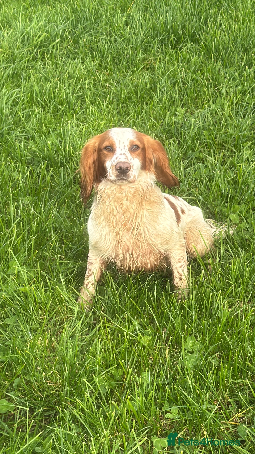 Cocker Spaniel dogs for stud: STUD available  in Frome - Advert 4