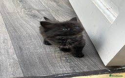 Mixed Breed cats for sale: Very friendly beautiful fluffy kittens  - Image 8