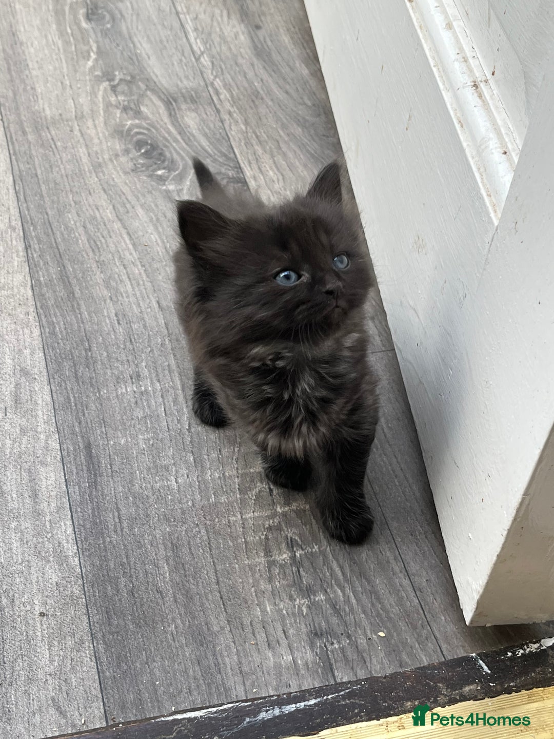 Mixed Breed cats for sale: Very friendly beautiful fluffy kittens  - Image 8