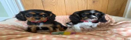 Cavalier King Charles Spaniel dogs for sale: Health Tested Cavalier King Charles Spaniels - Advert 1