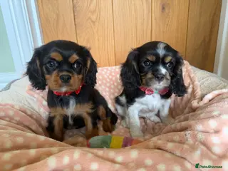 Cavalier King Charles Spaniel dogs Health Tested Cavalier King Charles Spaniels - Advert 2