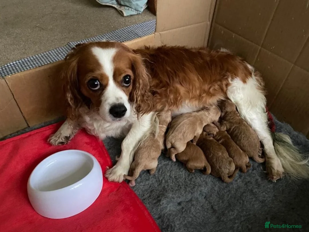 Toy Poodle dogs for stud: AT STUD KC REG TOY POODLE JAM  CLEAR DNA TESTS in High Wycombe - Advert 8