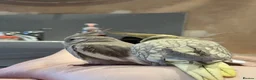 Cockatiels birds for sale: Young Cockatiel couple MUST BE SOLD TOGETHER - Advert 3