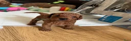 Toy Poodle dogs for sale: Puppies 🐶 Kennel Club Registered  - Advert 17