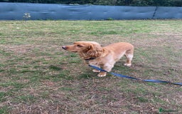 Cocker Spaniel dogs for adoption: Handsome & loyal REGGIE needs a new Loving Home - Image 10