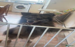 Pomsky dogs for sale: Pomsky forsale - Image 1