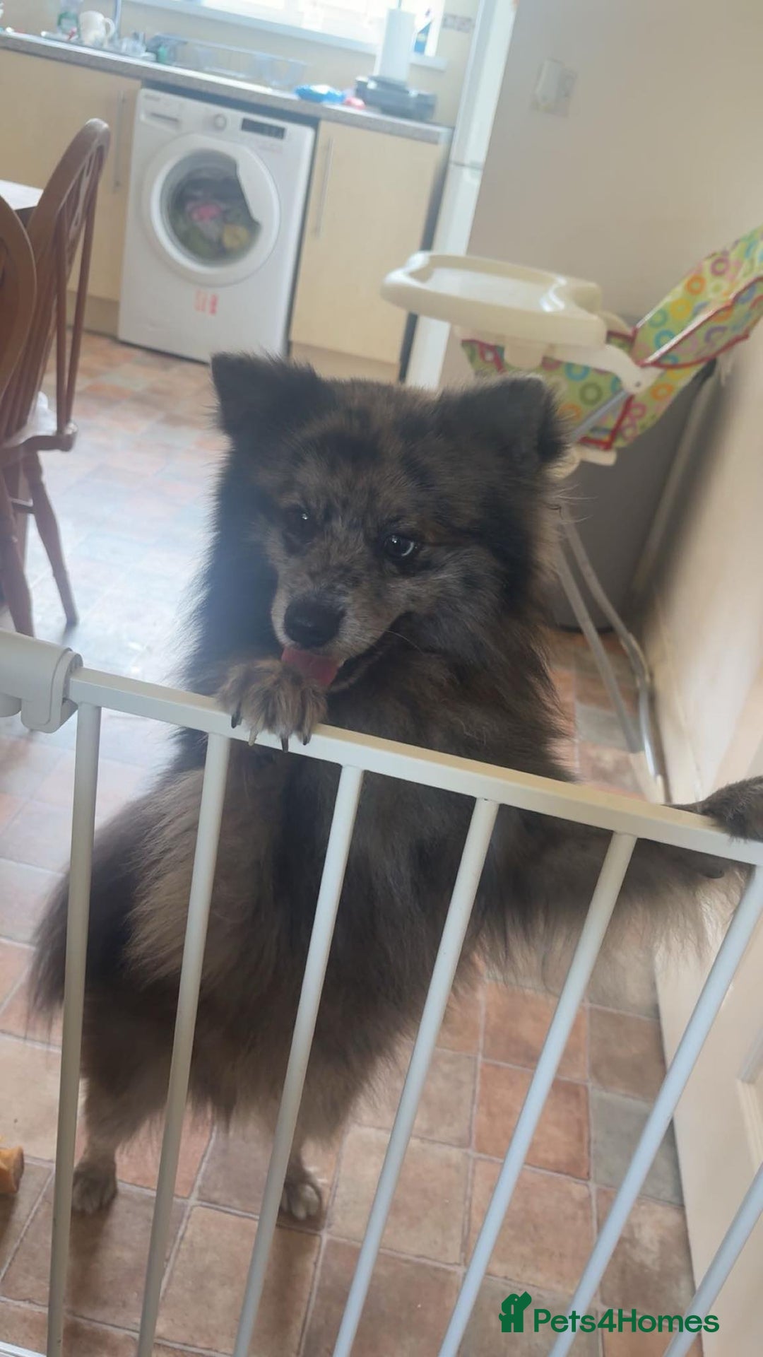 Pomsky dogs for sale: Pomsky forsale - Image 1