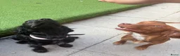 Cocker Spaniel dogs for stud: Red cocker for stud in Alfreton - Advert 2