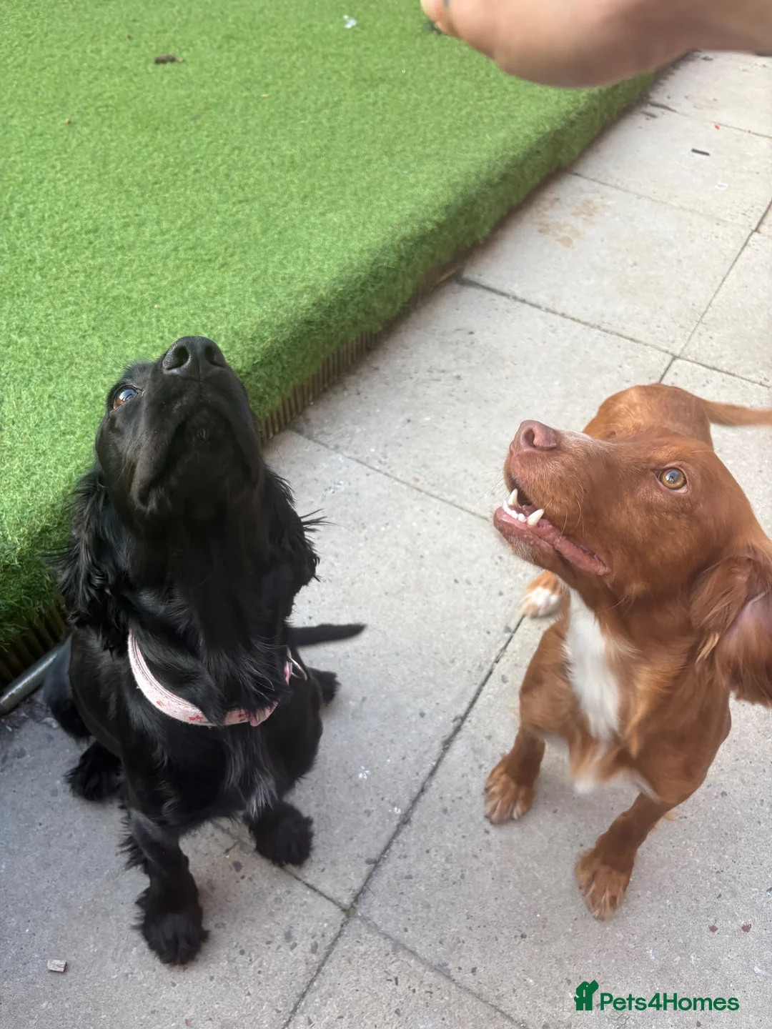 Cocker Spaniel dogs for stud: Red cocker for stud in Alfreton - Advert 2