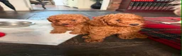 Miniature Poodle dogs for sale: 2 beautiful red  miniature poodle girls  - Advert 10