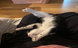 Domestic Shorthair cats for sale: Kittens for sale  - Image 3