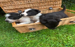 Border Collie dogs for sale: 7 Blue / white merle border collie puppies. - Image 4