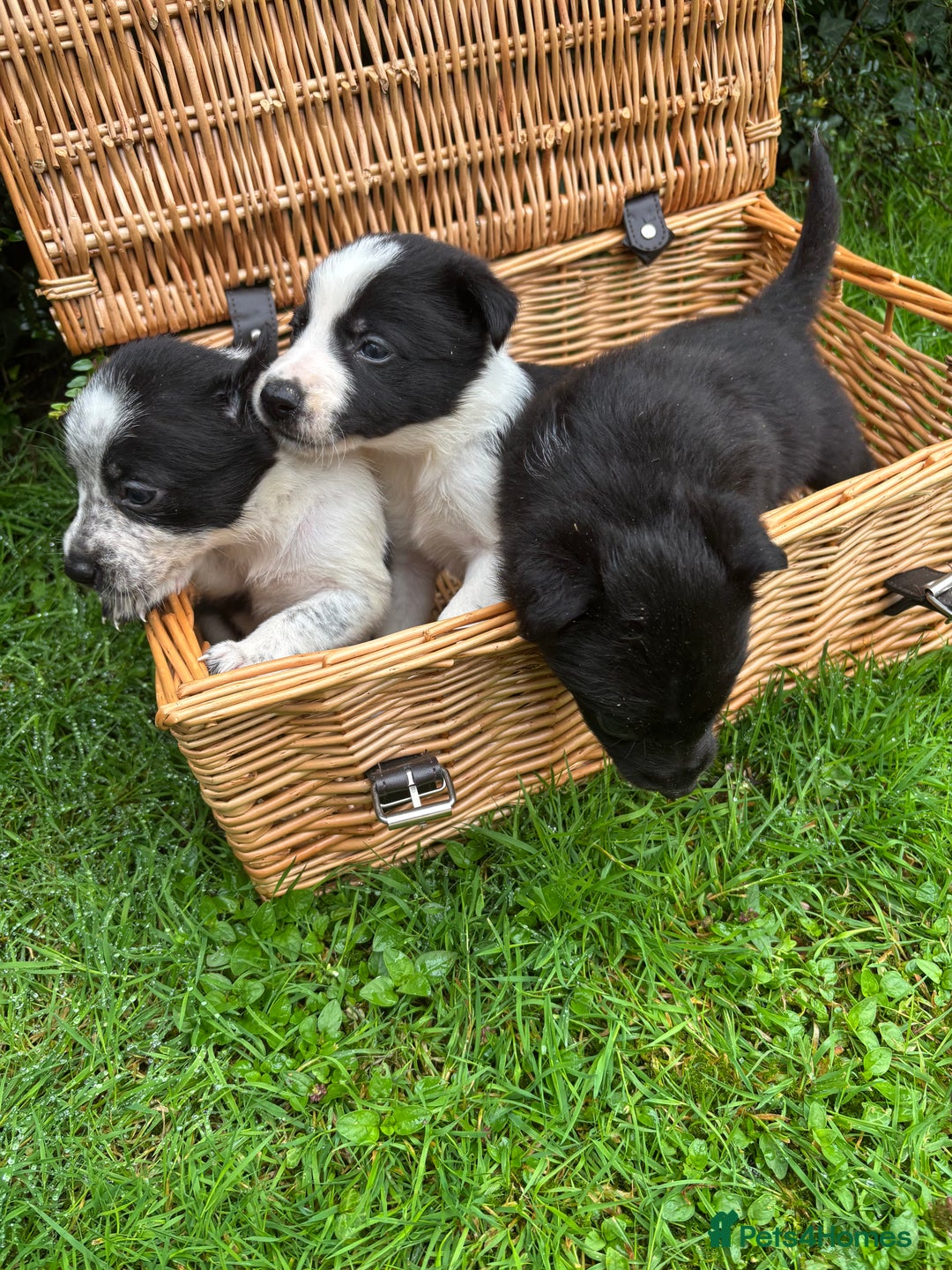 Border Collie dogs for sale: 7 Blue / white merle border collie puppies. - Image 4