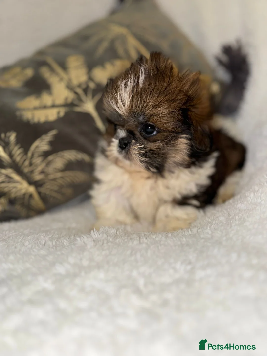 Shih Tzu dogs for sale: 🩷 Stunning Tiny KC Shih Tzu Puppies 💙 - Advert 2