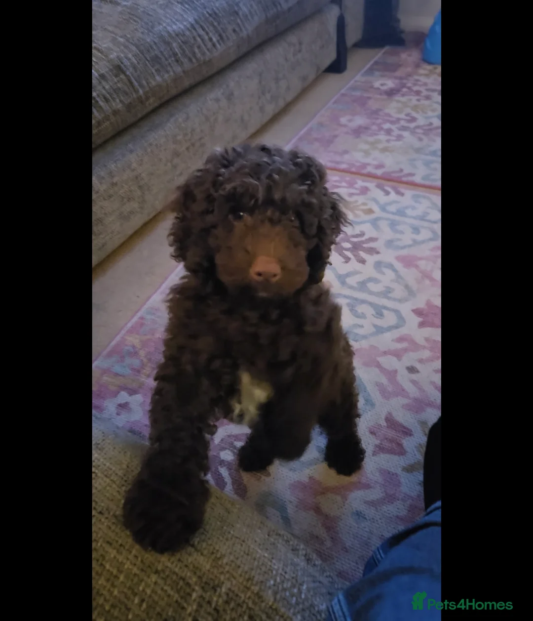 Labradoodle dogs for sale: Beautiful boy Rodney  - Advert 1