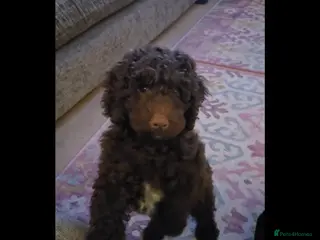 Labradoodle dogs Beautiful boy Rodney - Advert 1