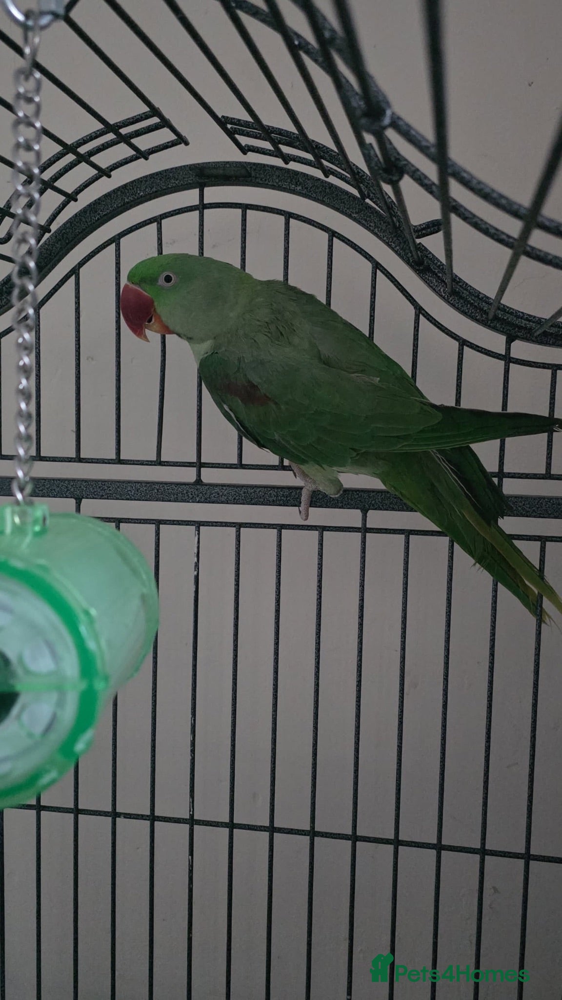 Parrots birds Alexandrine Parrot  - Advert 1