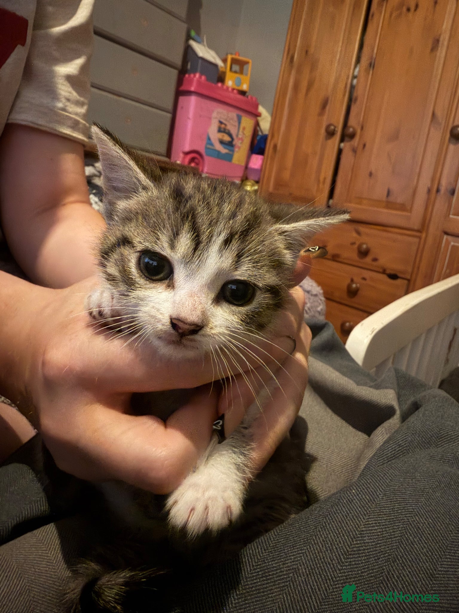 Mixed Breed cats for sale: Two tabby female kittens - Advert 4
