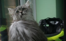 Persian cats for sale: ADORABLE RUSSIAN BLUE X PERSIAN KITTENS - Image 28
