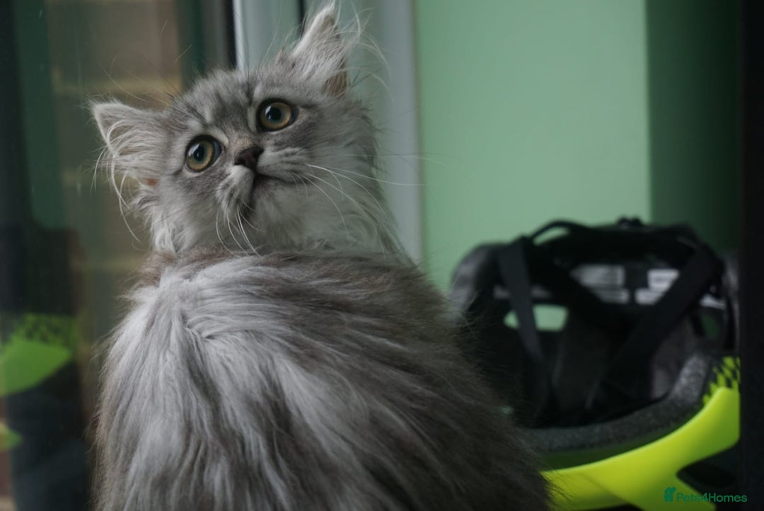 Persian cats for sale: ADORABLE RUSSIAN BLUE X PERSIAN KITTENS - Image 28