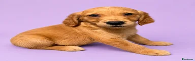 Golden Retriever 4