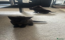 Mixed Breed cats for sale: 2 black kittens  - Image 2