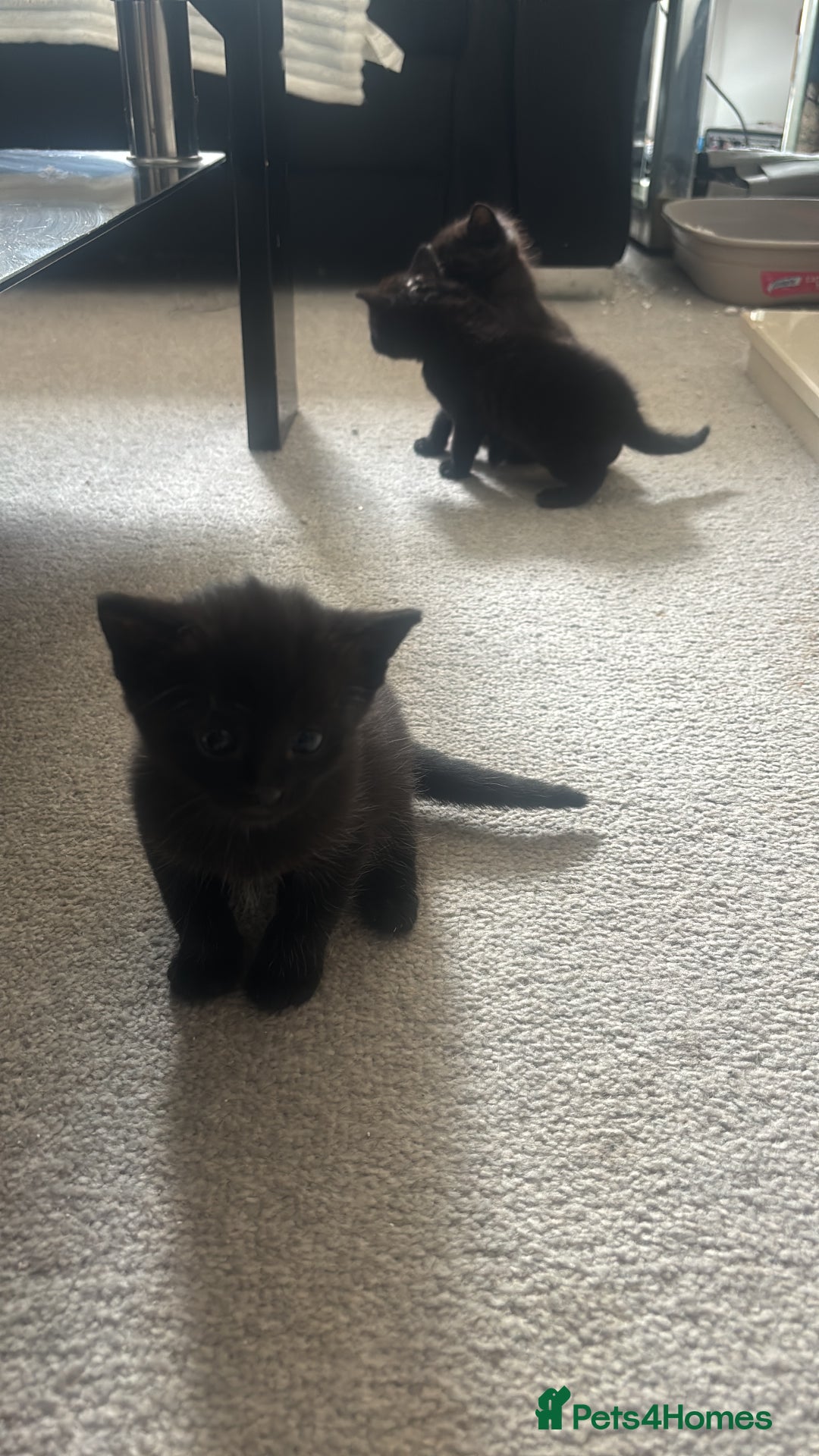 Mixed Breed cats for sale: 2 black kittens  - Image 2