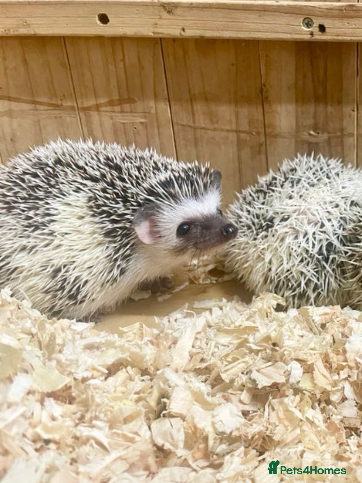 Pygmy Hedgehog rodents Baby African Pygmy Hedgehog Babies Ready Now  - Advert 18