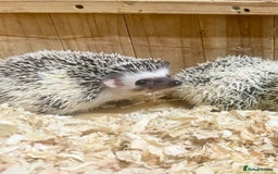 Pygmy Hedgehog rodents for sale: Baby African Pygmy Hedgehog Babies Ready Now  - Advert 1
