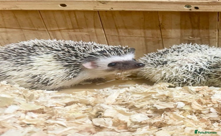 Pygmy Hedgehog rodents Baby African Pygmy Hedgehog Babies Ready Now  - Advert 1