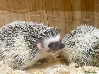 Pygmy Hedgehog rodents Baby African Pygmy Hedgehog Babies Ready Now - Advert 1