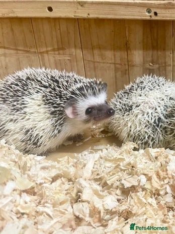 Pygmy Hedgehog rodents Baby African Pygmy Hedgehog Babies Ready Now - Advert 3