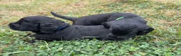 Labradoodle dogs for sale: Miniature labradoodle pups in Folkestone - Advert 8