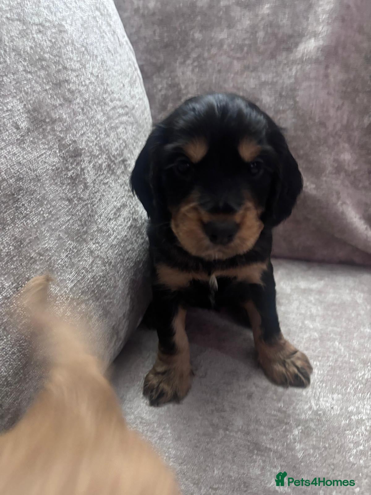 Cocker Spaniel dogs ready 5th may kc registered cocker spaniels - Advert 2