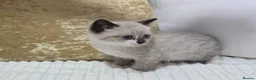 Domestic Shorthair cats for sale: Beautiful Litter of 8 Kittens –5 Females & 3 Males - Advert 18