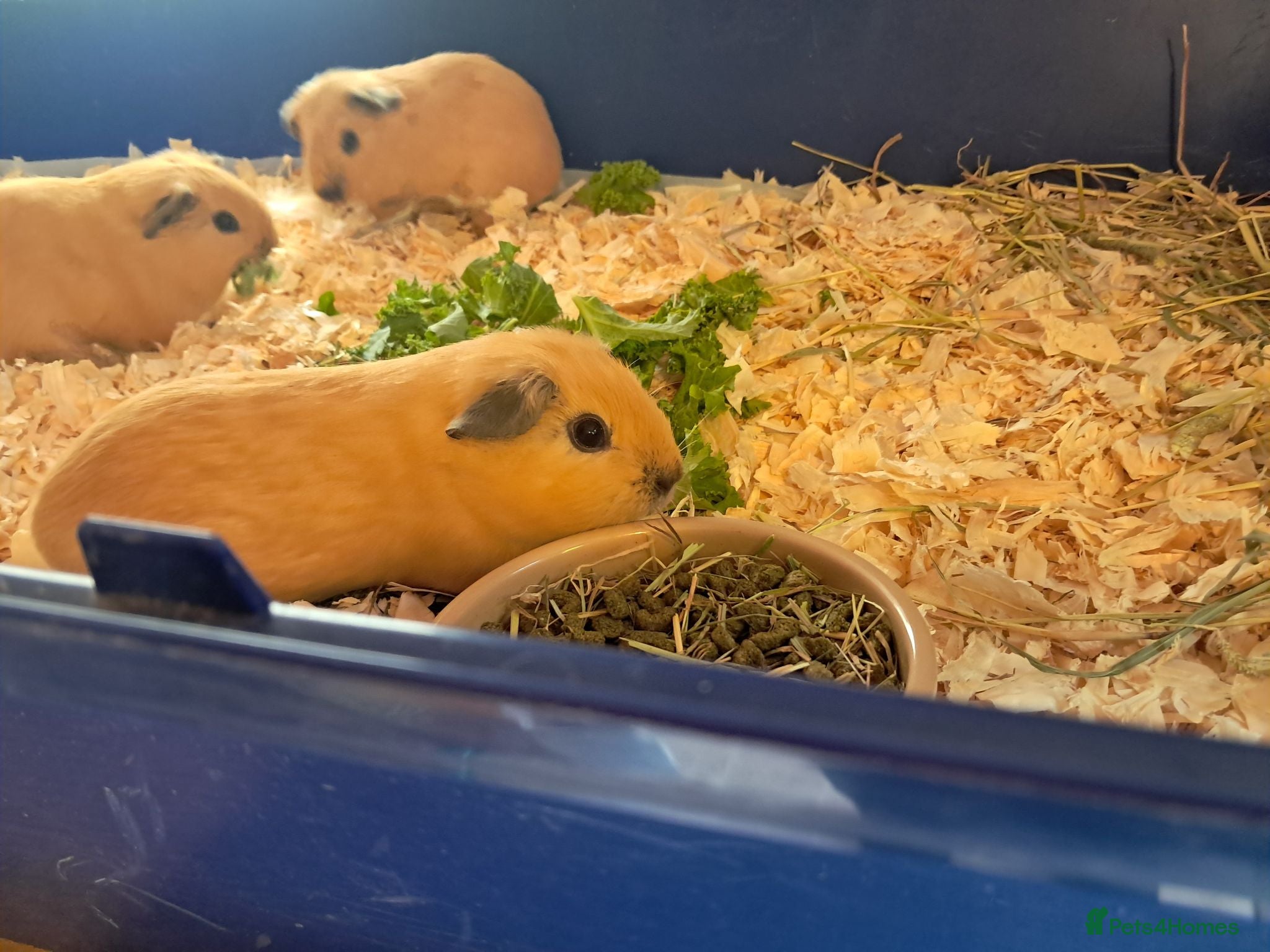 Guinea Pig rodents 3 BABY BUFF COLOURED CALIFORNIAN BOYS.  - Advert 1