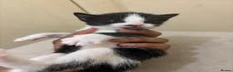 Domestic Shorthair cats for sale: kittens available - Advert 8